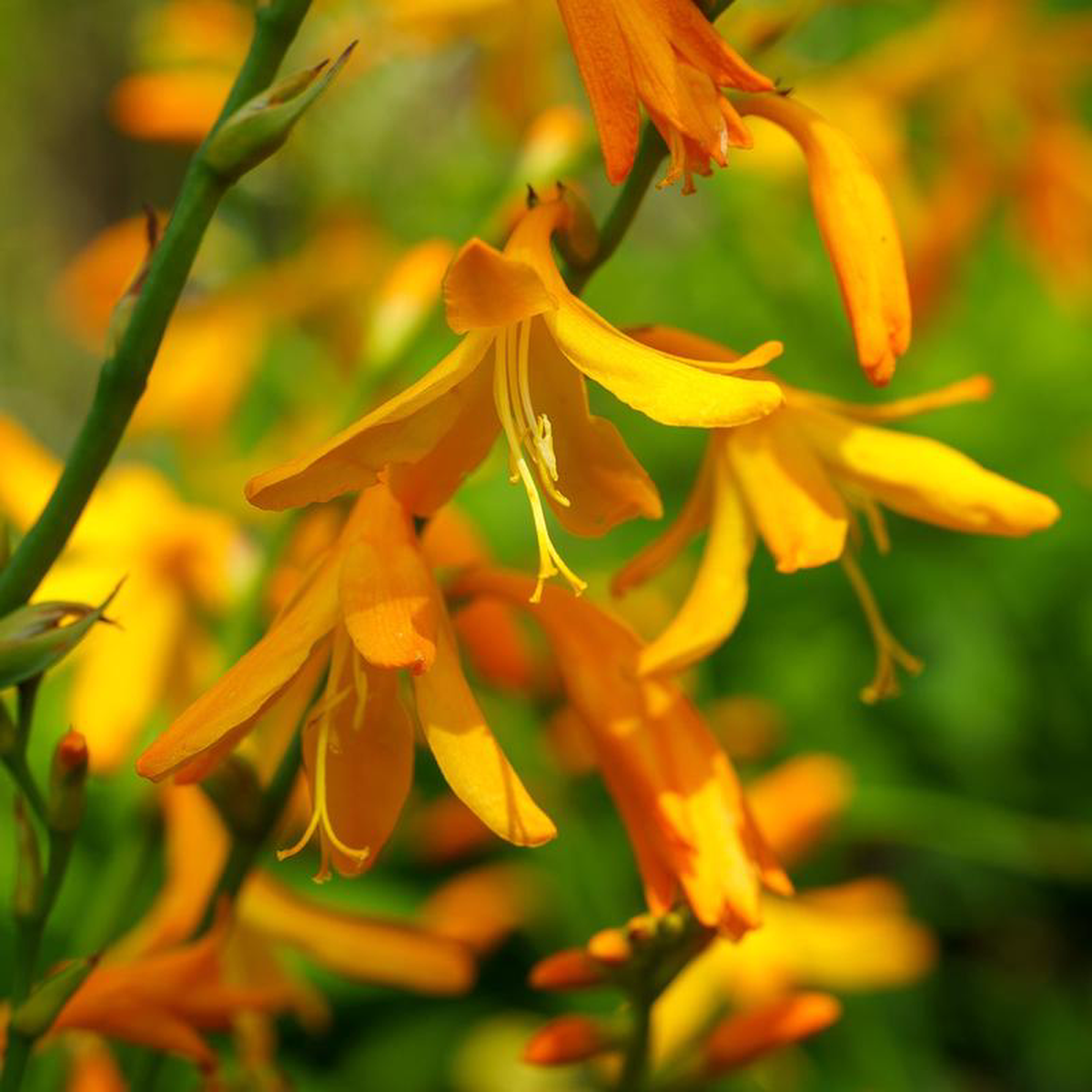 George Davison Crocosmia 1 Gallon