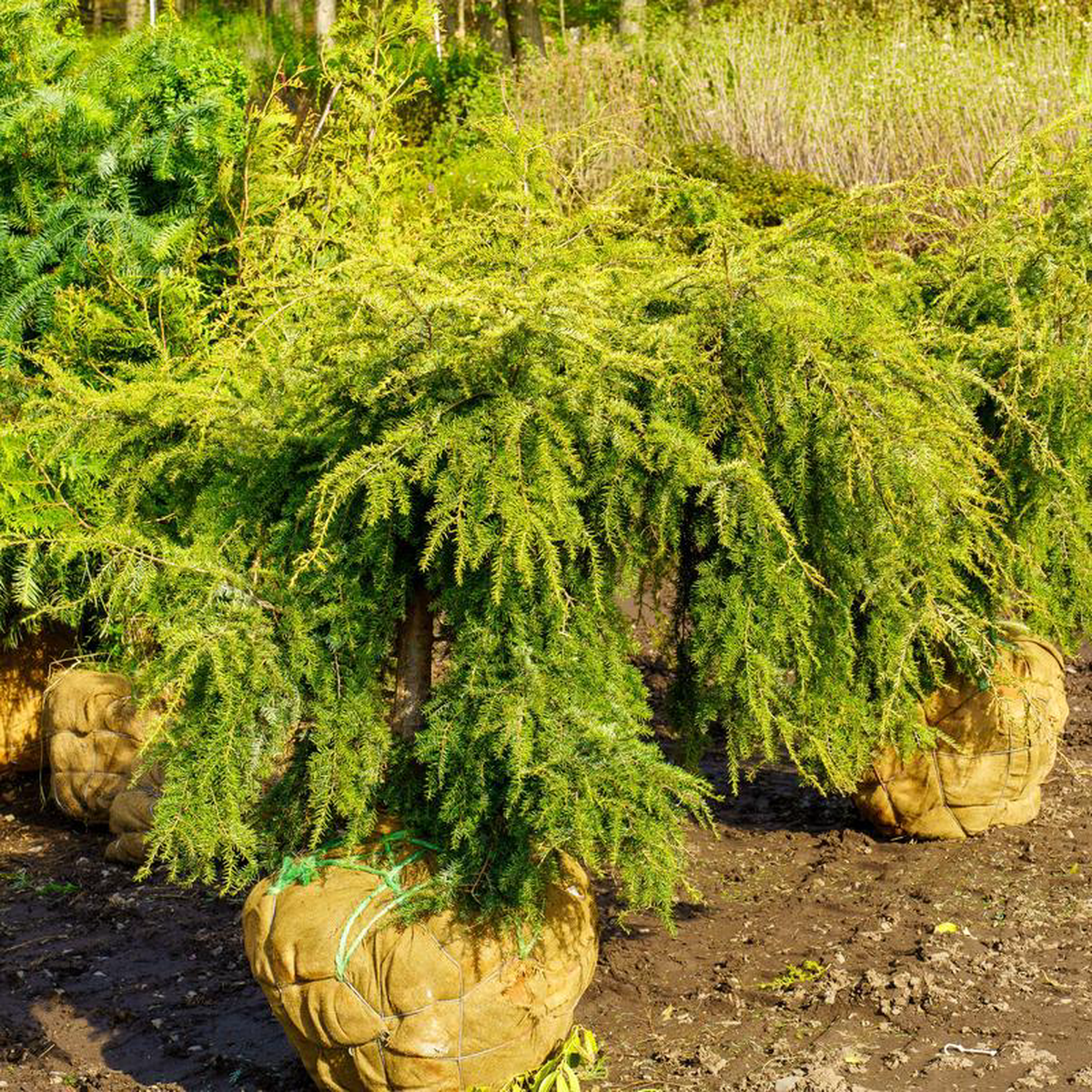 Weeping Canadian Hemlock 45 foot B038B