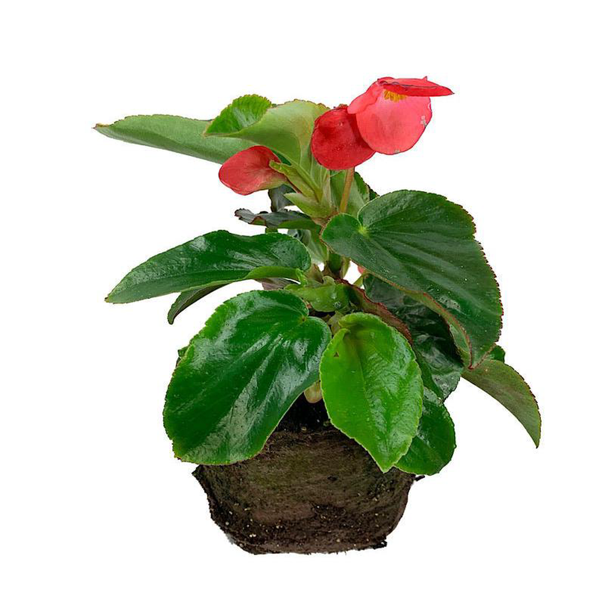 Begonia 8216Dragon Wing Red8217 4 Inch