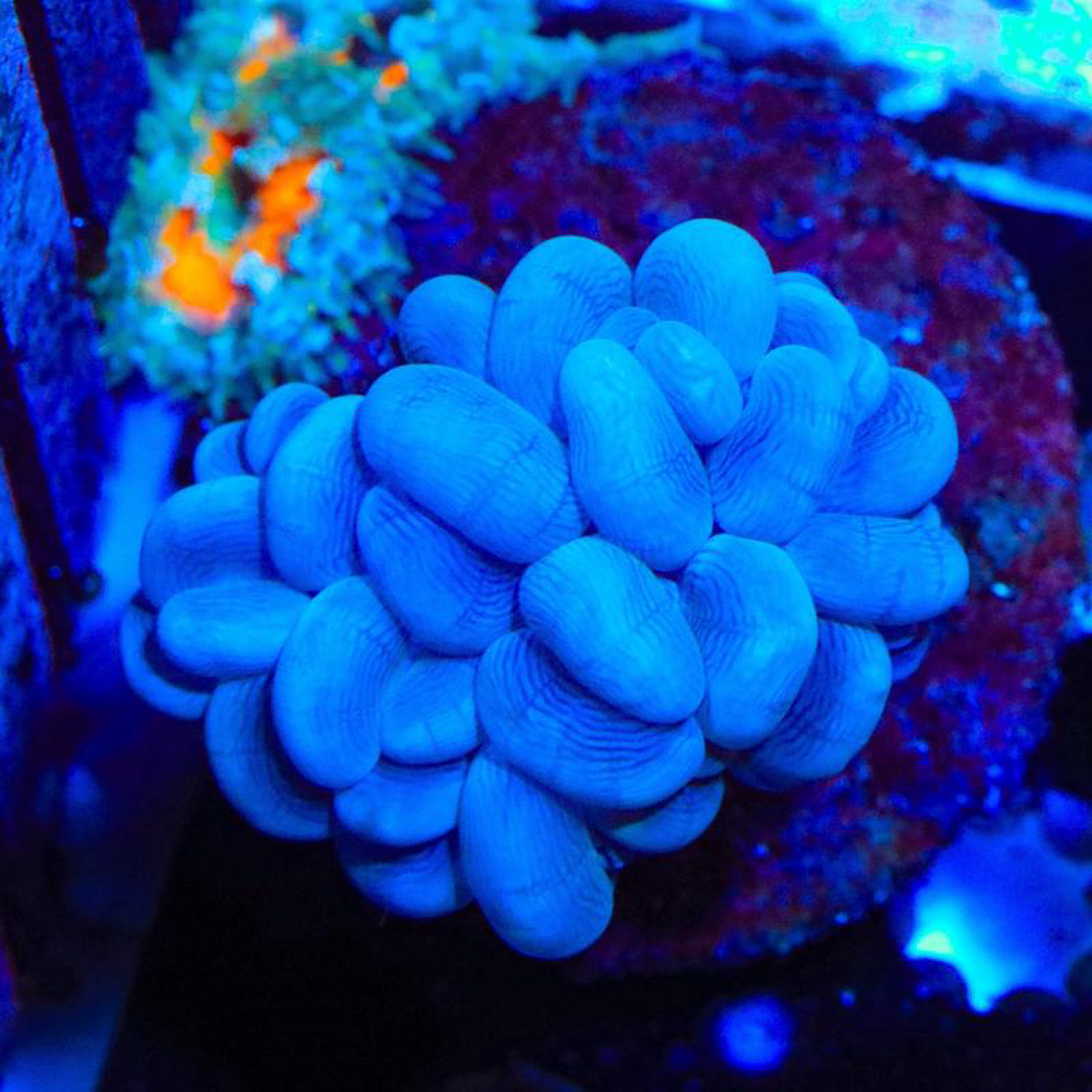 Bubble Coral