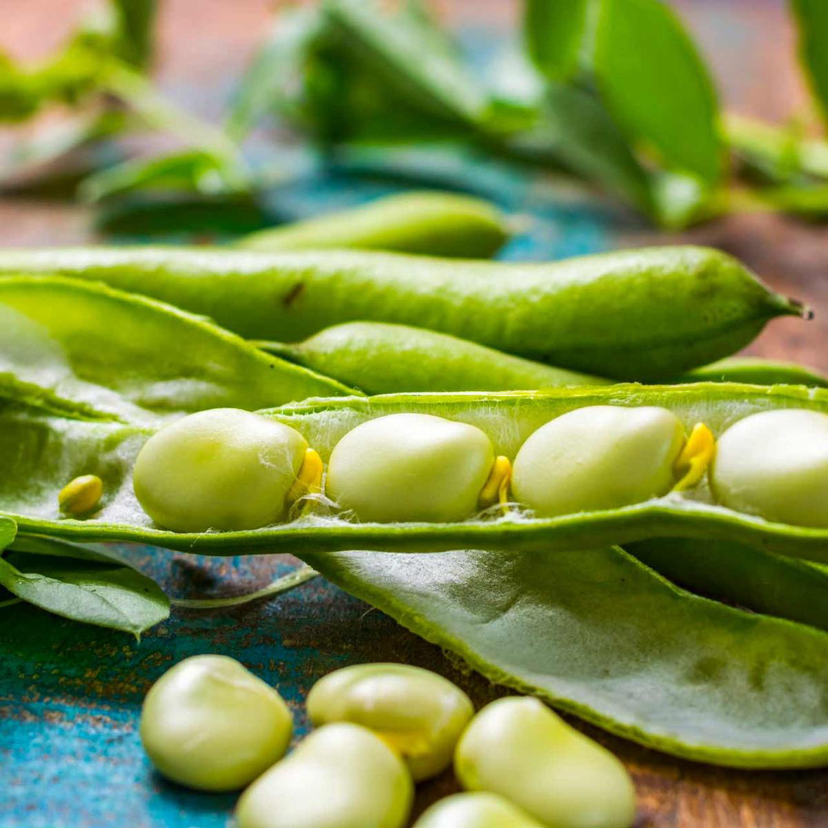 Burpees Improved Bush Lima Bean (Phaseolus lunatus)