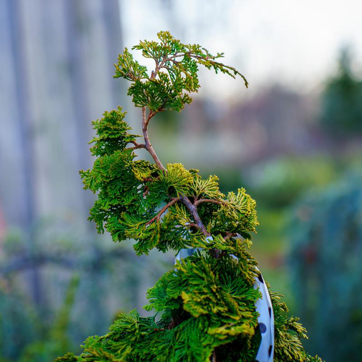 Dwarf Golden Hinoki Cypress 6 Gallon
