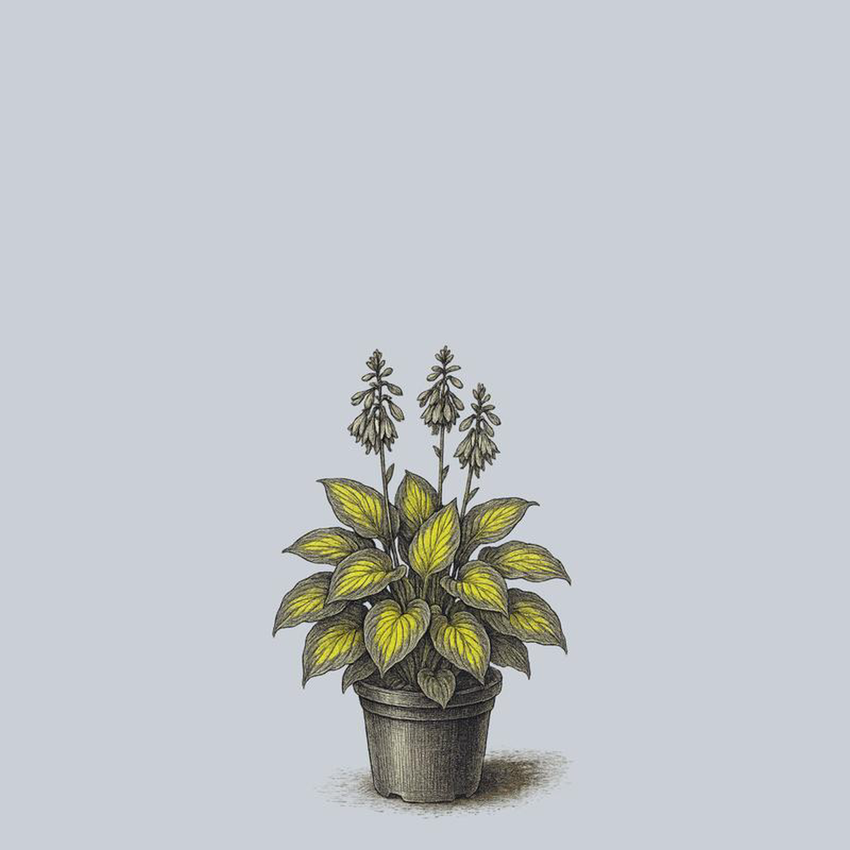 Brother Stefan Hosta 1 Gallon