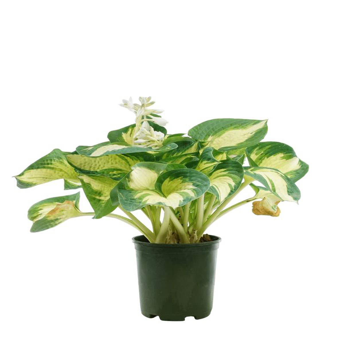 Hosta 8216Great Expectations8217 6 Inch