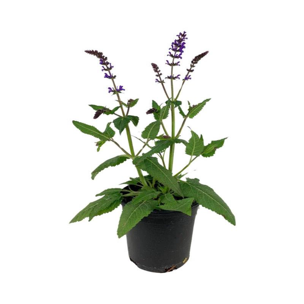 Salvia nemorosa 8216Blue by You8217 1 Gallon