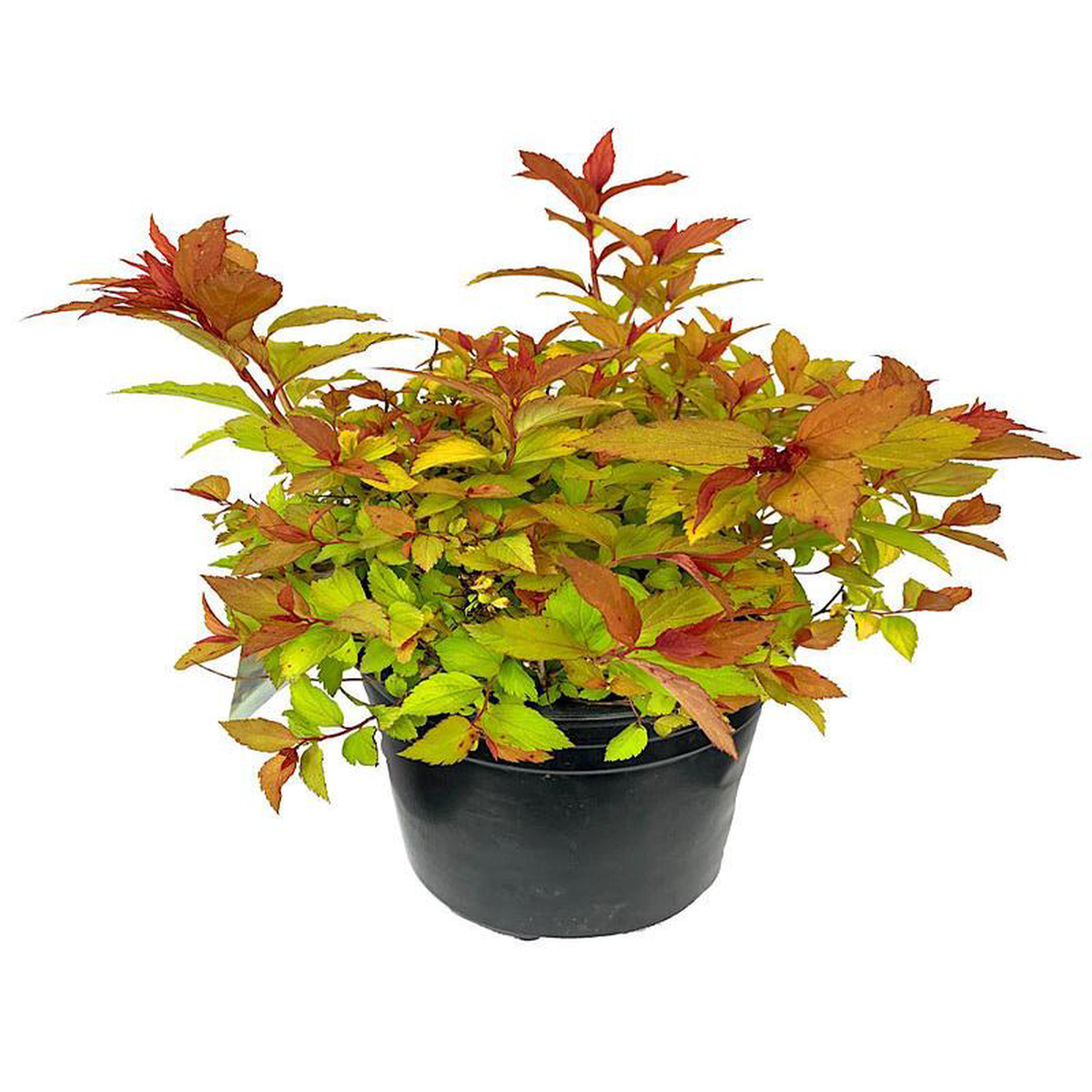 Spiraea japonica 8216Magic Carpet8217 1 Gallon