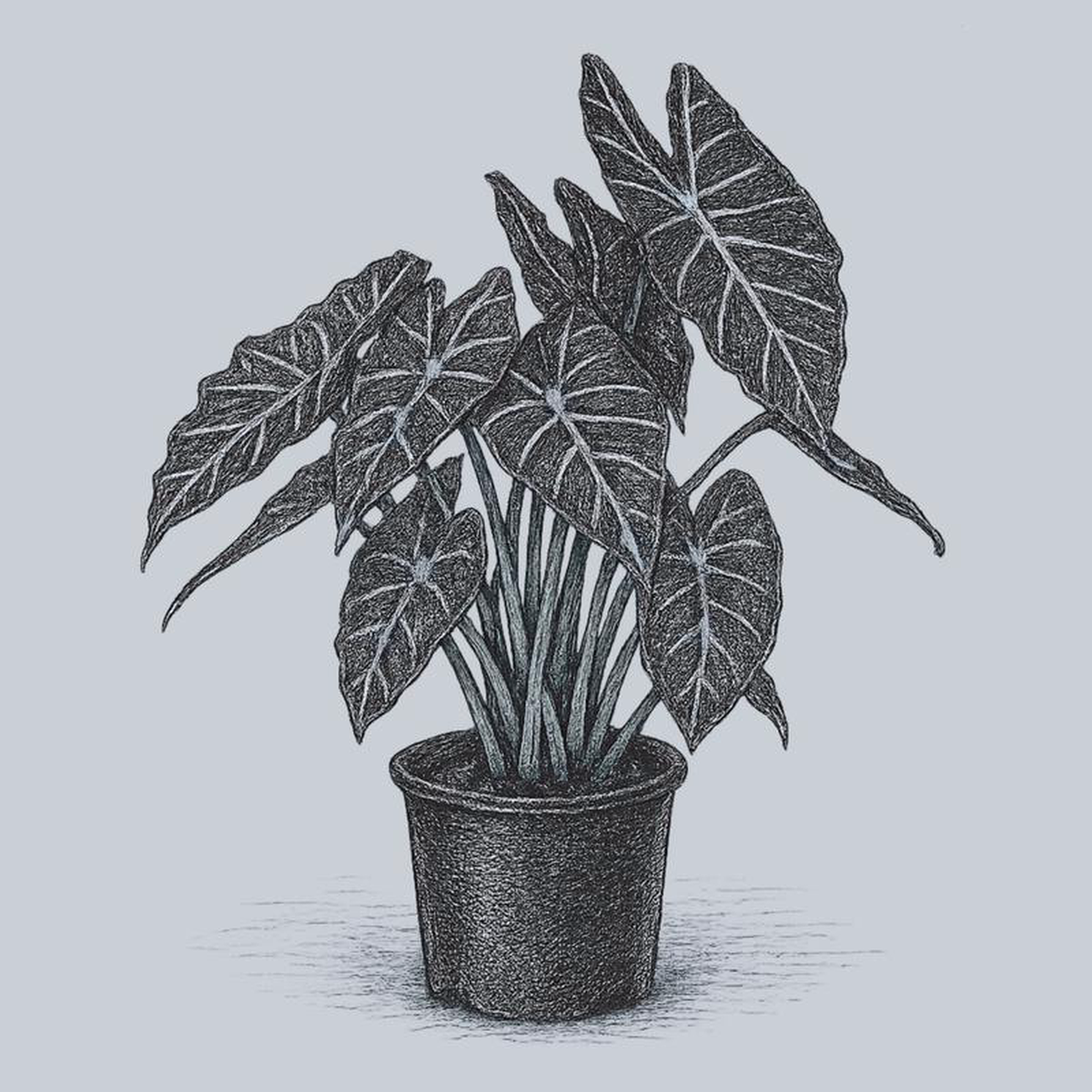Safari Morocco Elephant Ear 6 inch Pot