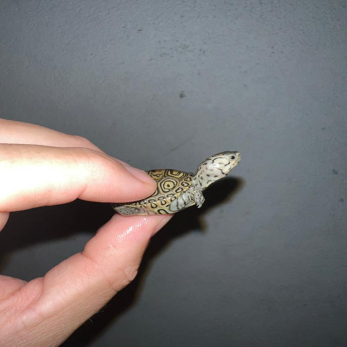 Concentric Diamondback Terrapin 2023 (Malaclemys terrapin) 4 Temp Sexed Female