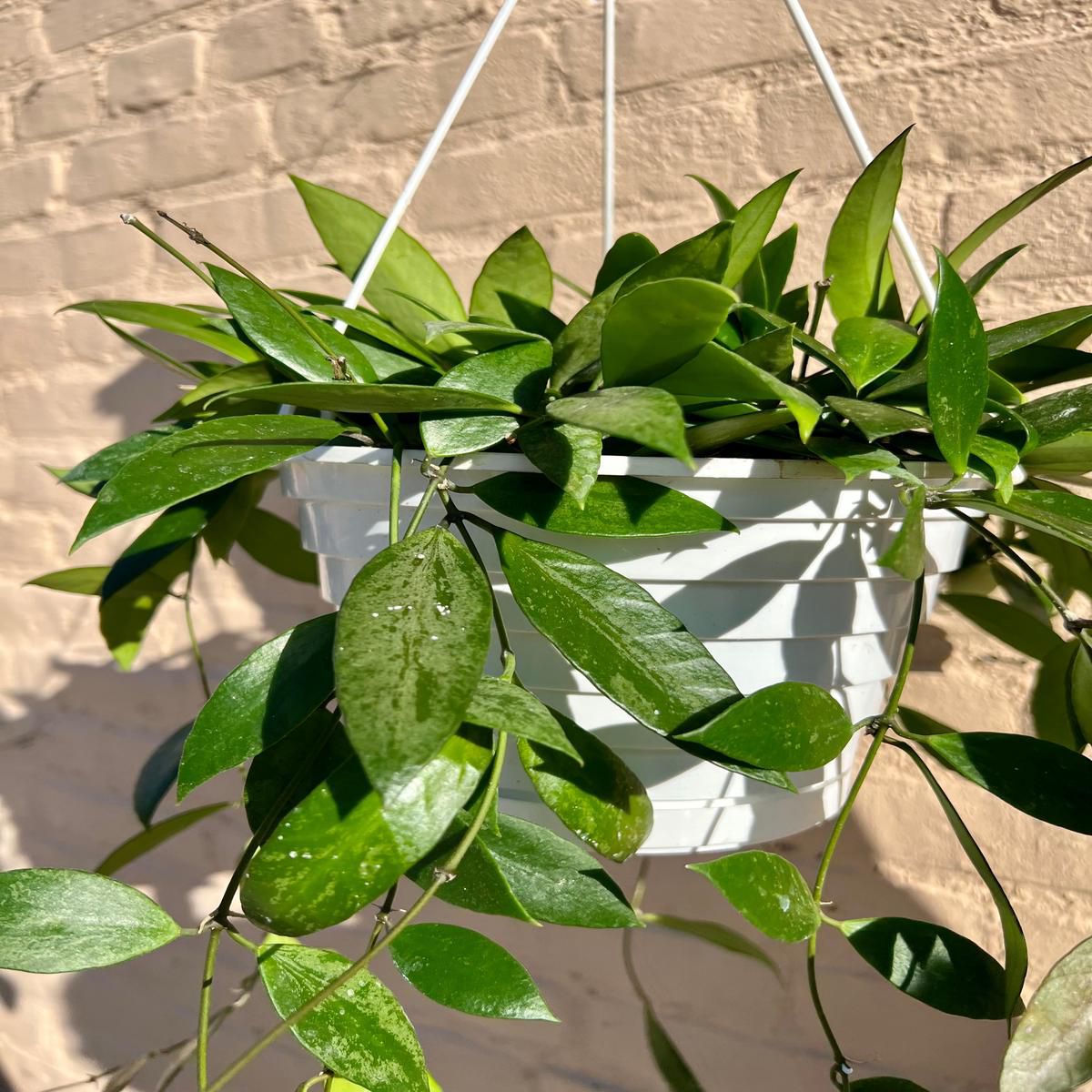 Hoya gracilis 8217Memoria8217