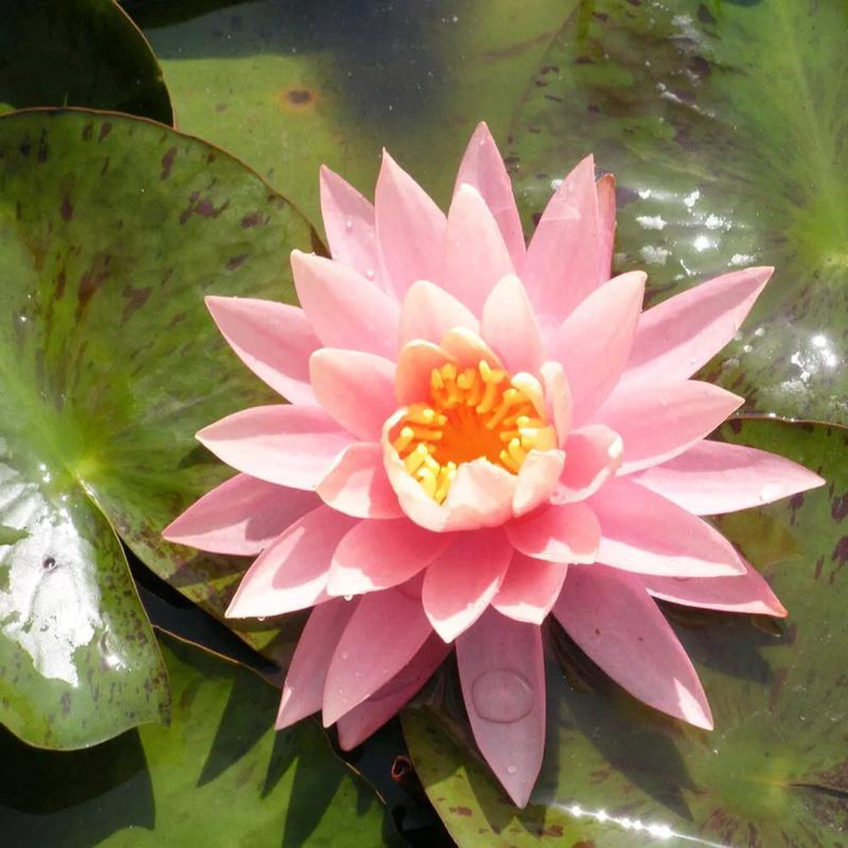 Nymphaea Sunny Pink Aquatic Pond Plant 8211 Water Lily 3ltr Pot Size