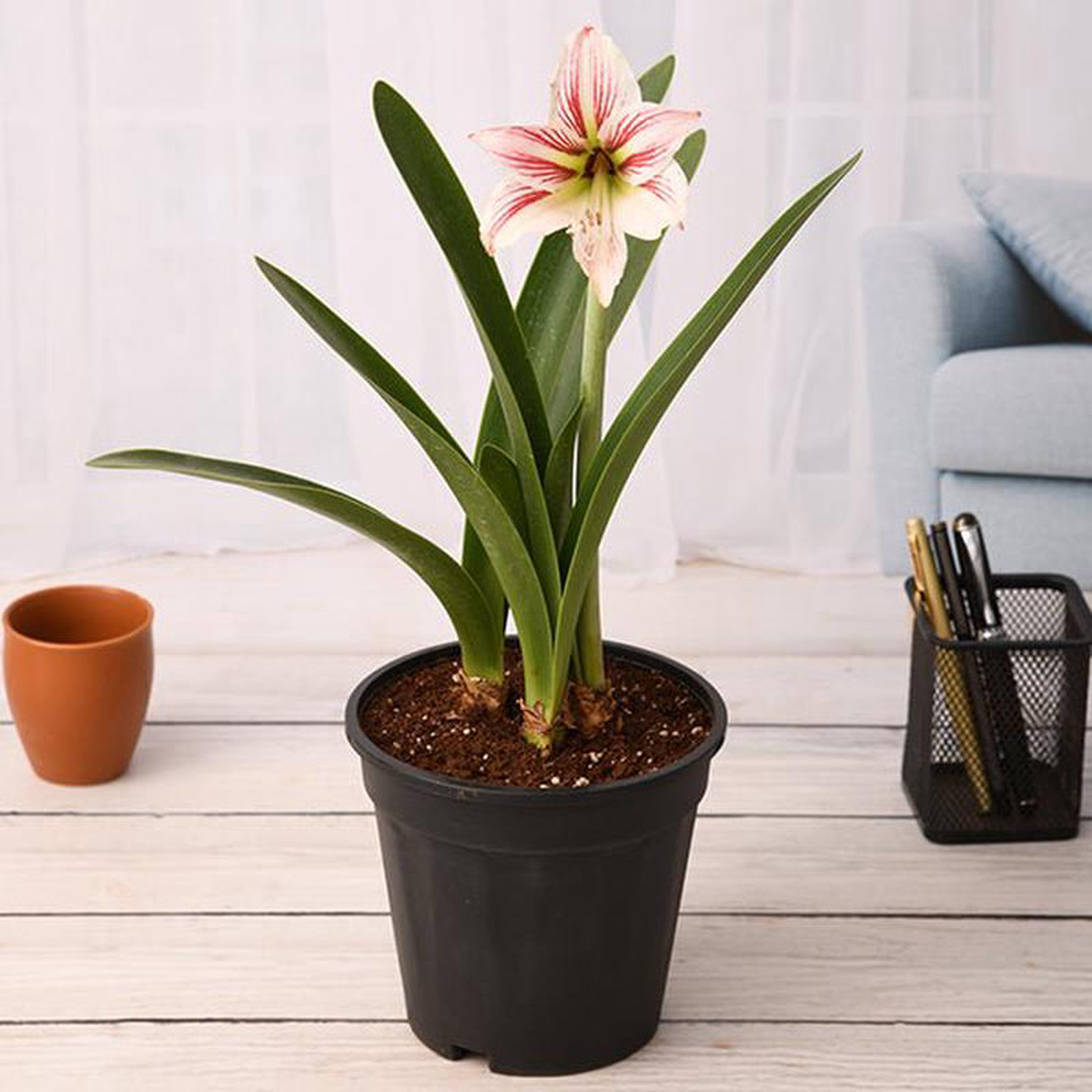 Amaryllis Lily Double (White Pink) 8211 Plant