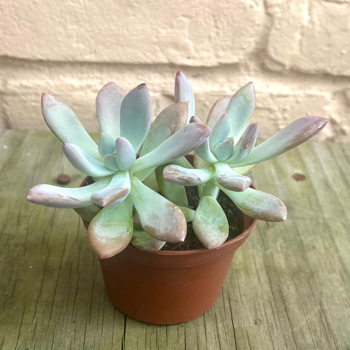 Assorted Succulents (bulk quantities only) 8211 38221