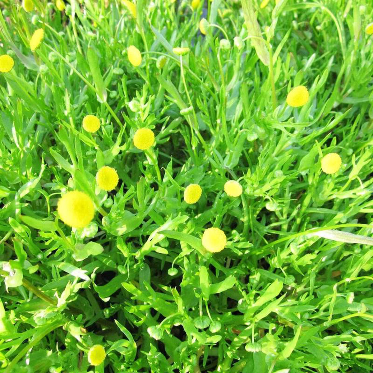 Cotula Coronopifolia Aquatic Pond Plant 8211 Brass Buttons 3ltr Pot Size