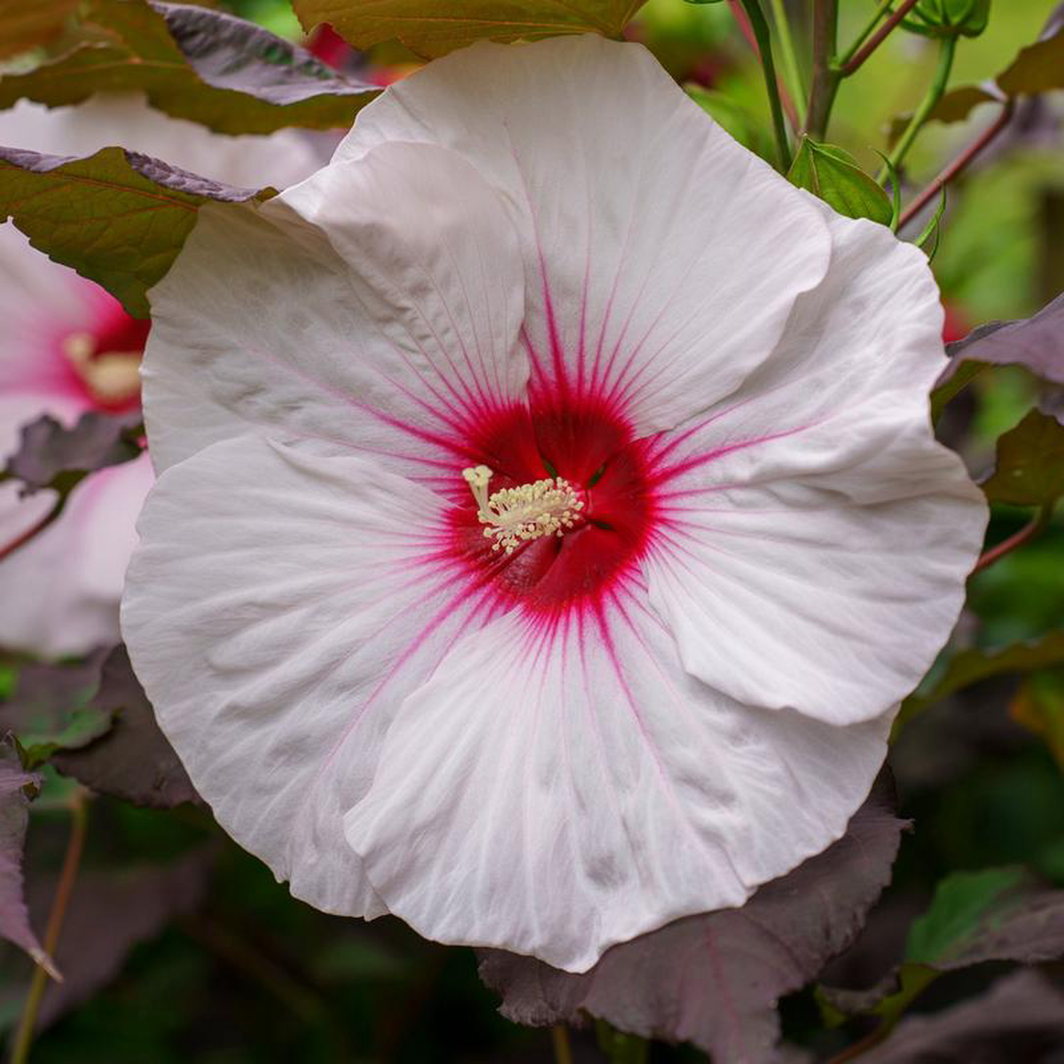Dark Mystery Hibiscus 3 Gallon