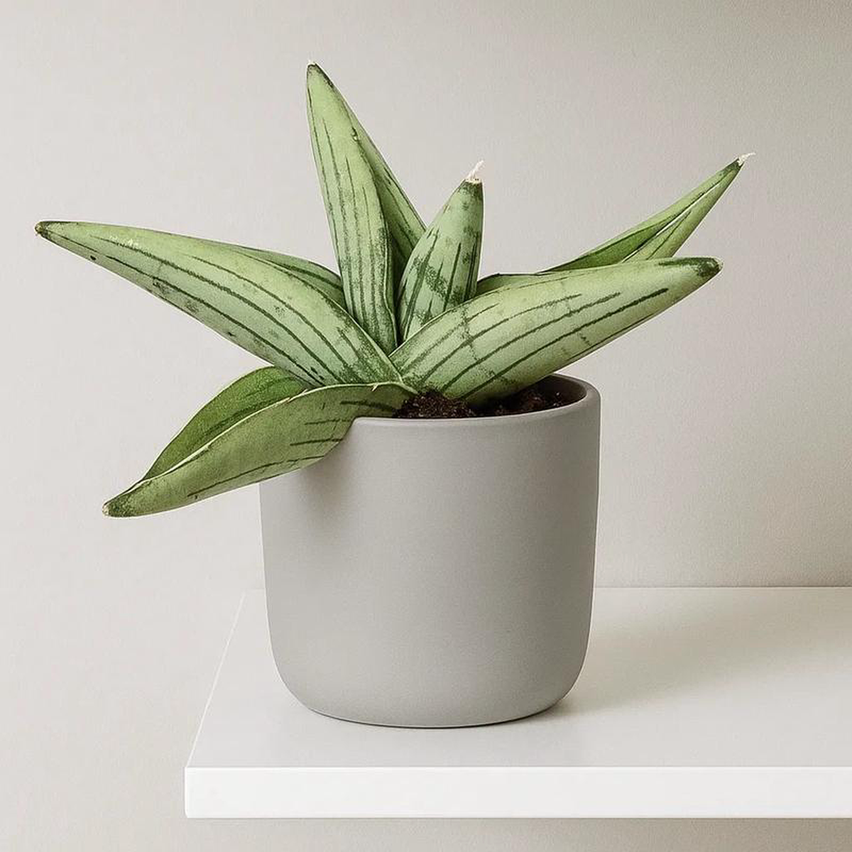 5 8211 10cm Sansevieria Rookie 8cm Pot House Plant