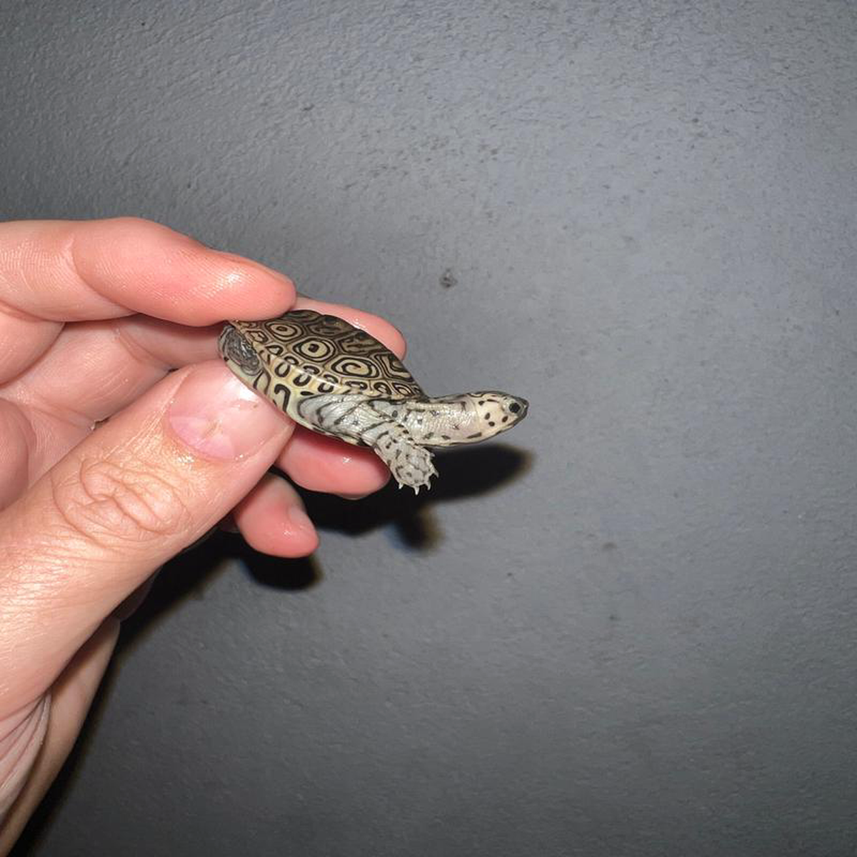 Concentric Diamondback Terrapin 2023 (Malaclemys terrapin) 4 Temp Sexed Male
