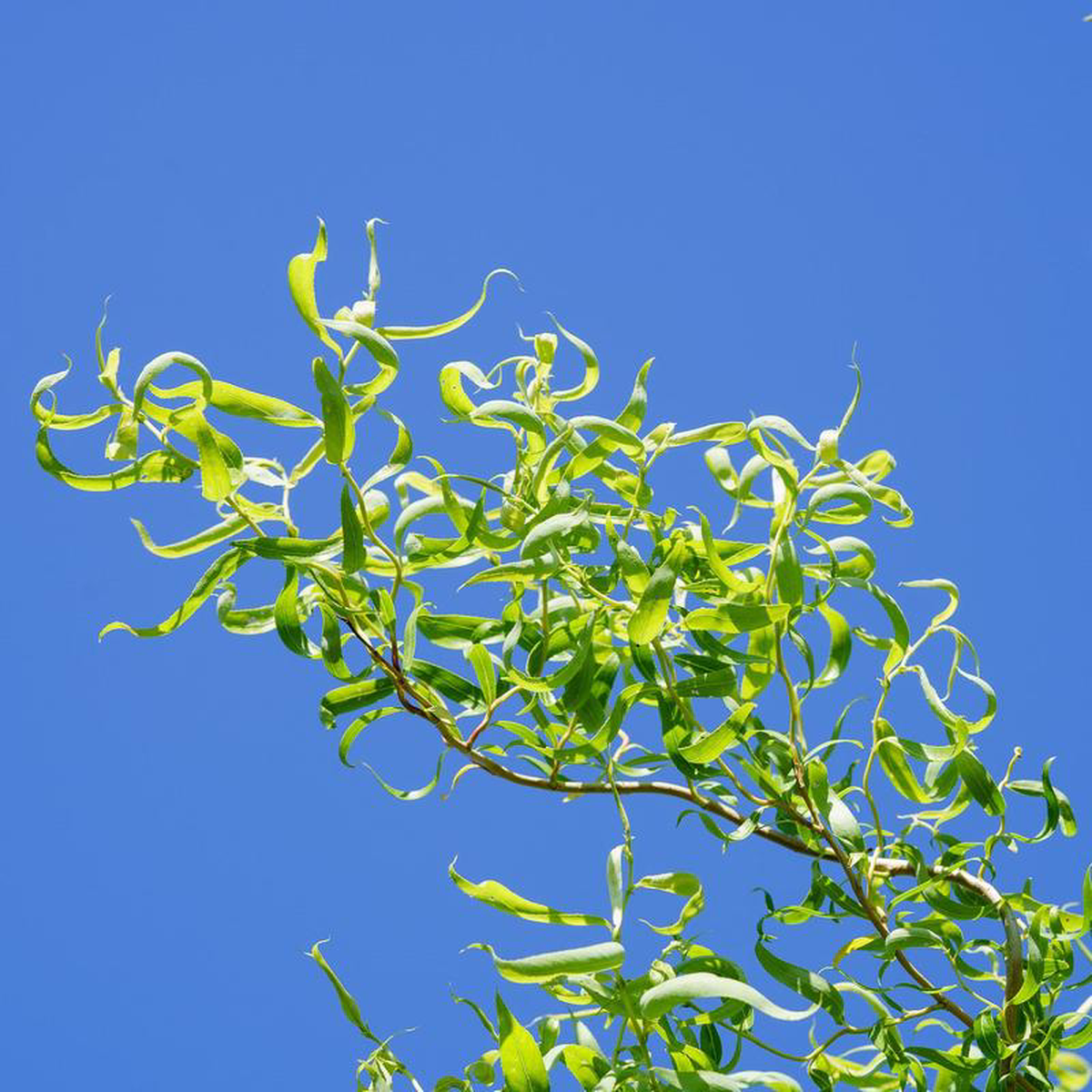 Corkscrew Willow 5 Gallon