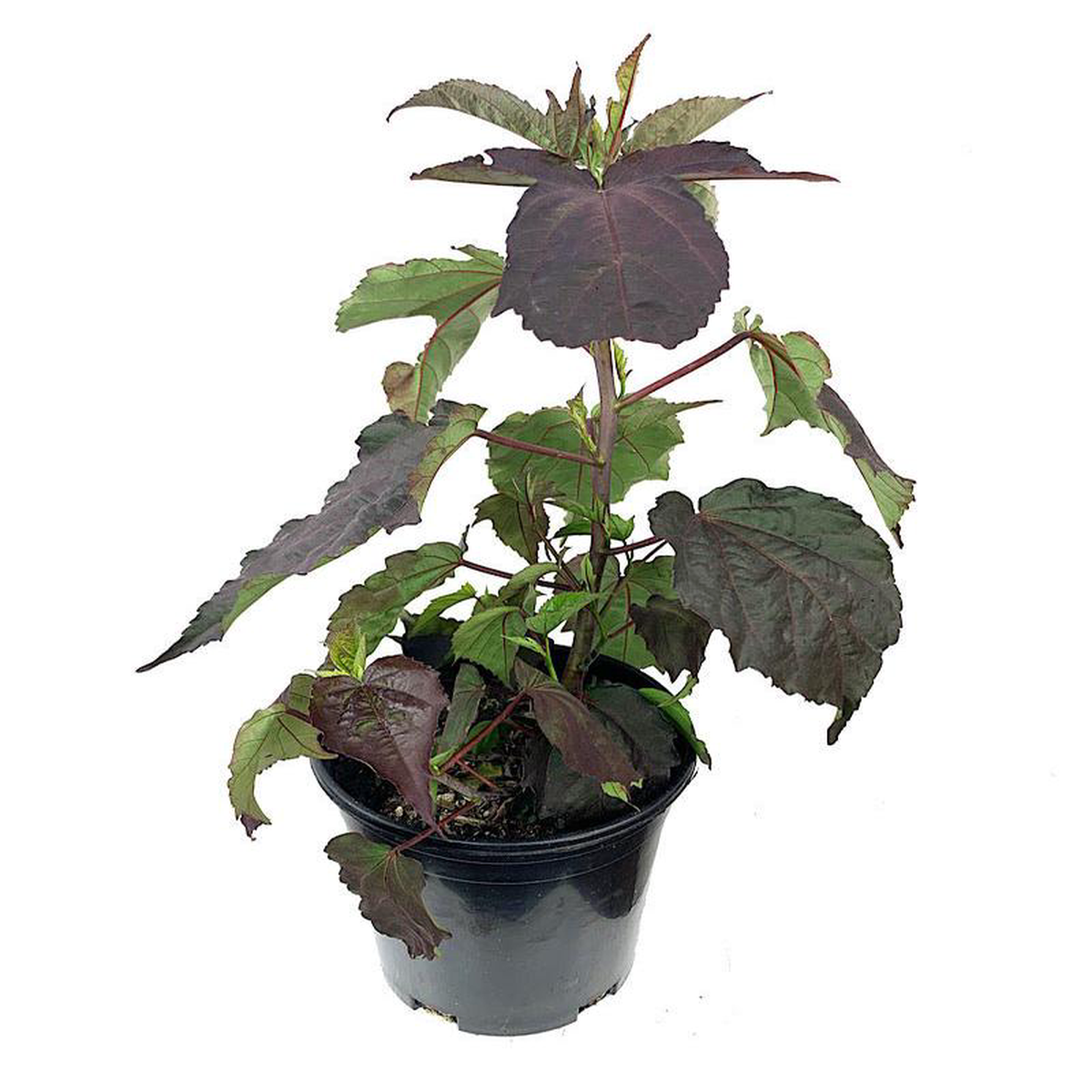 Hibiscus 8216Starry Starry Night8217 2 Gallon