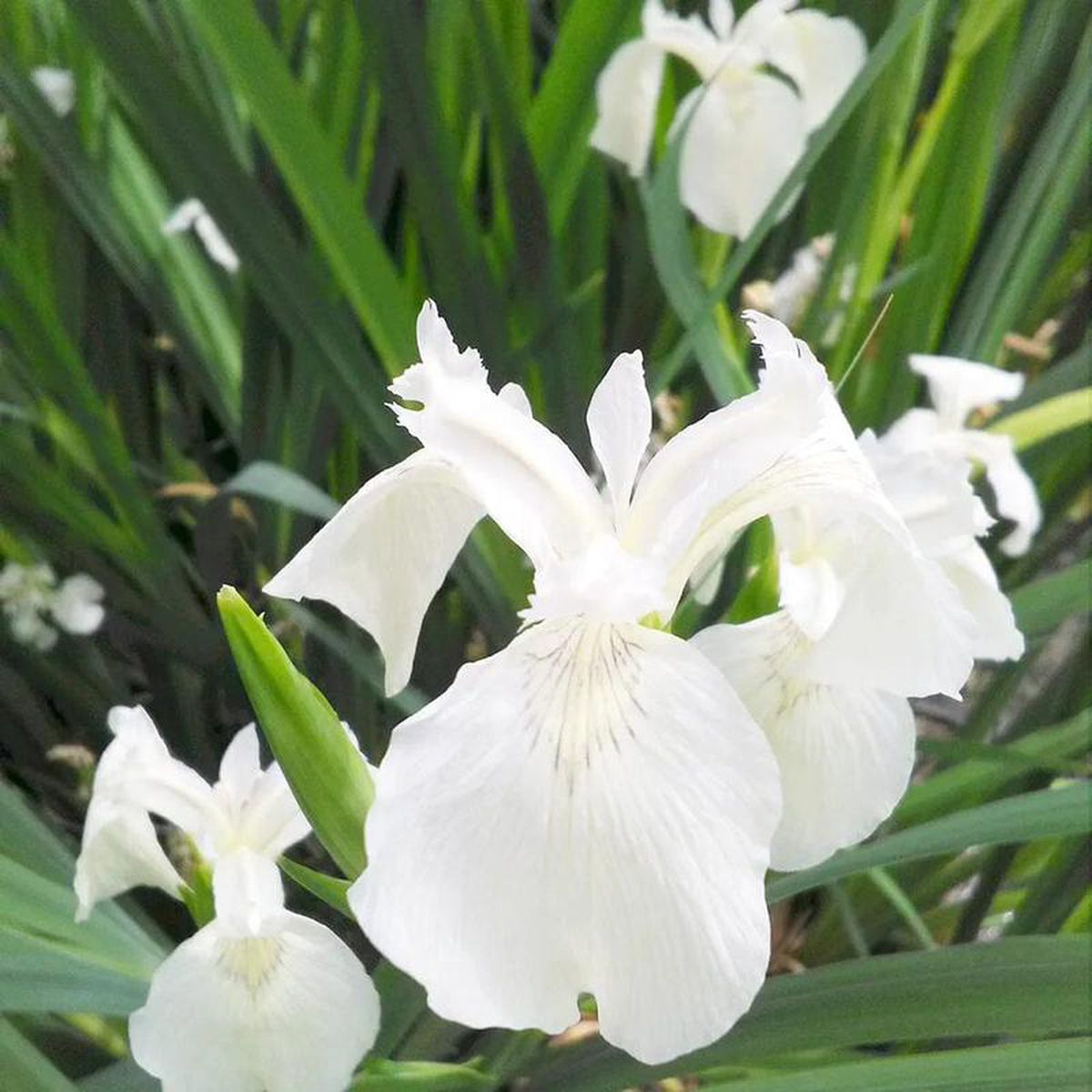 Iris Pseudacorus Creme de la Crme Aquatic Pond Plant 8211 Yellow Flag Iris 5ltr Pot Size