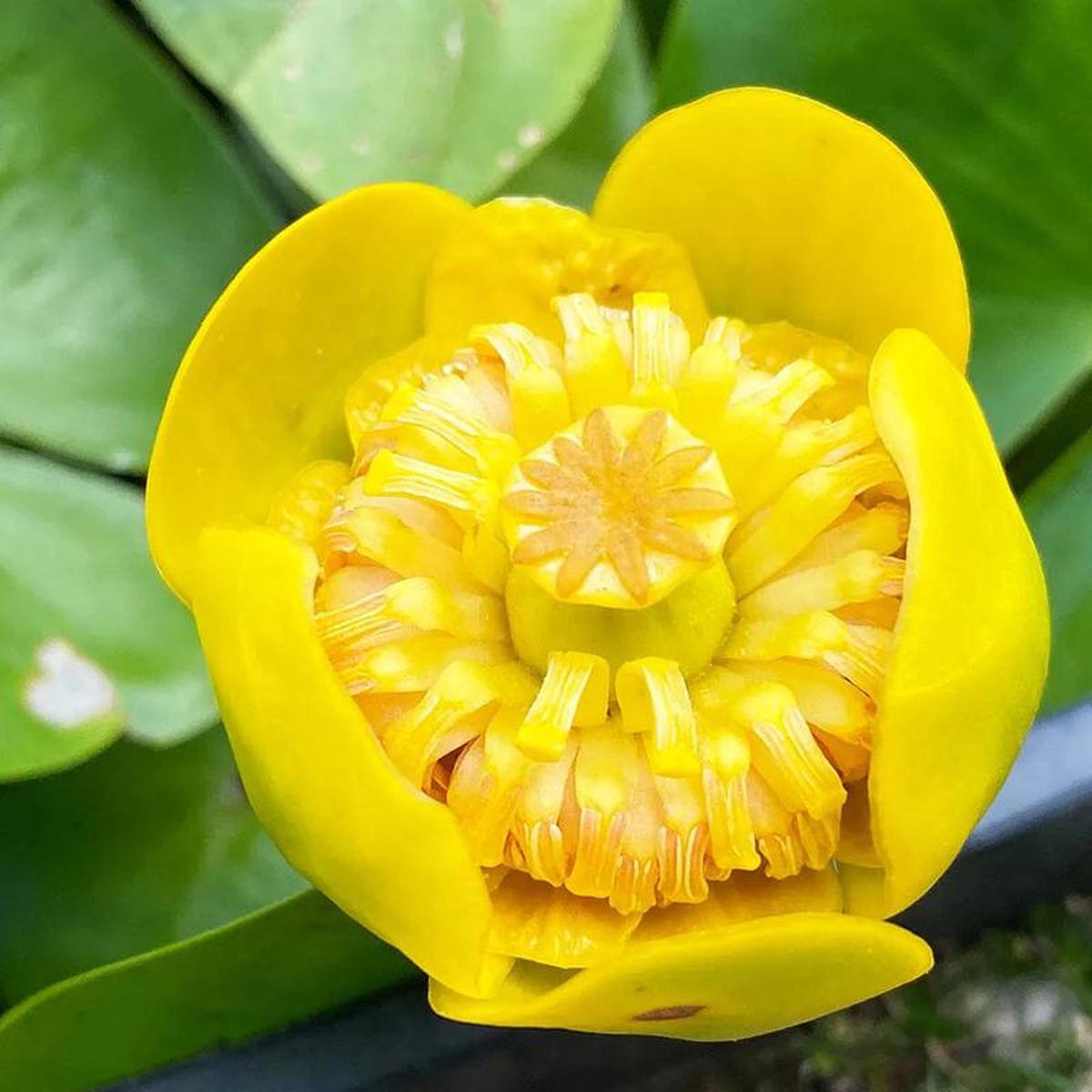 Nuphar Lutea Aquatic Pond Plant 8211 Yellow Water Lily 10ltr Pot Size