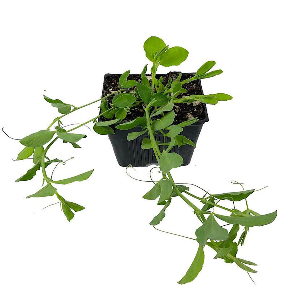 Sweet Pea 8216Mammoth Mix8217 4 Inch