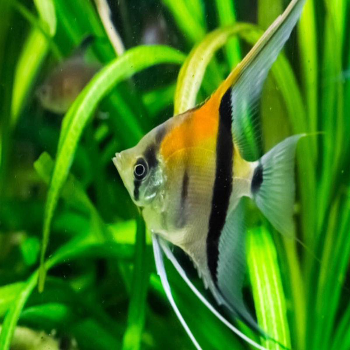 Angelfish 8211 Amapa Red Back