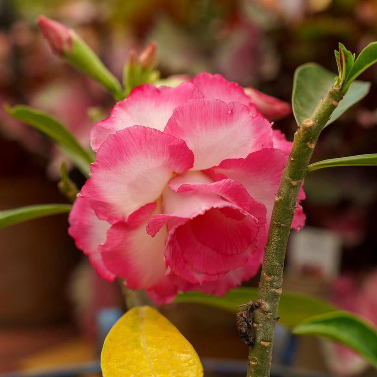 Desert Rose 6 inch Pot