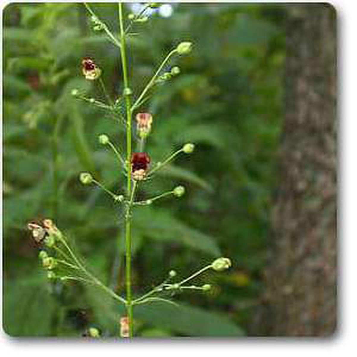 Scrophularia marilandica 8211 Plant