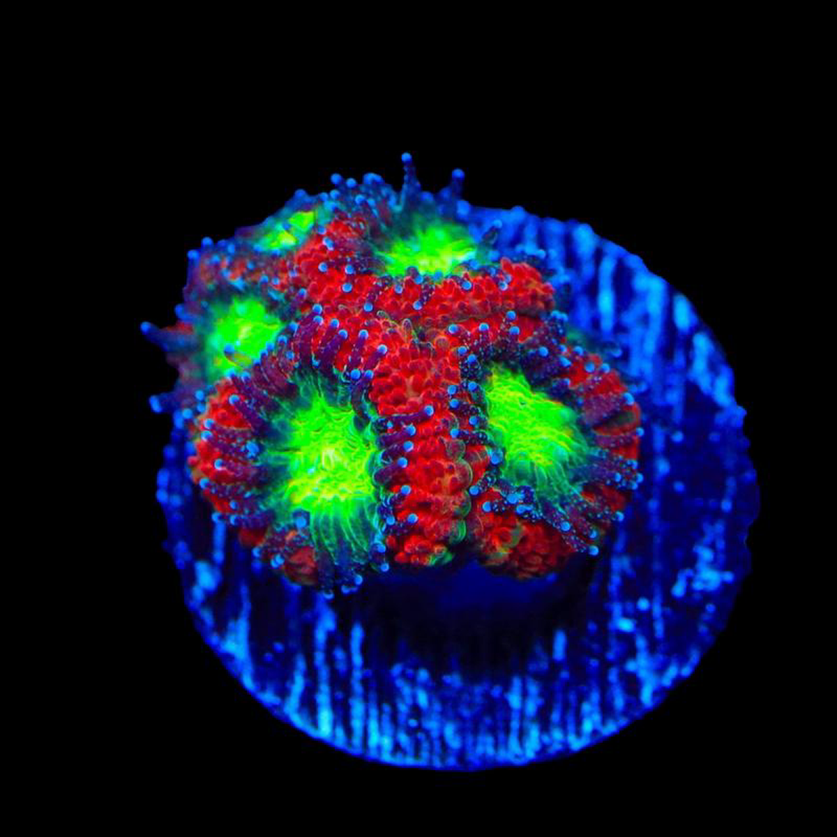 Bright Eye Micromussa Acan Coral