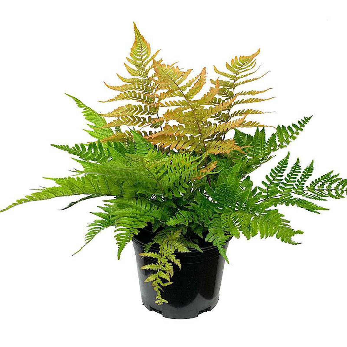 Dryopteris erythrosora 8216Brilliance8217 Quart