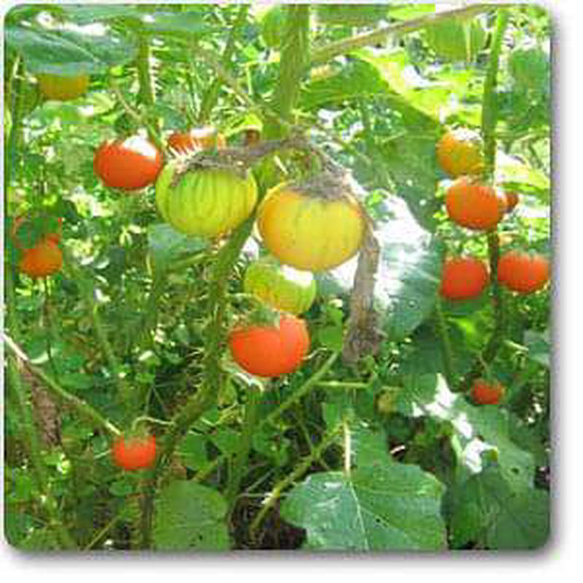 Solanum xanthocarpum 8211 Plant