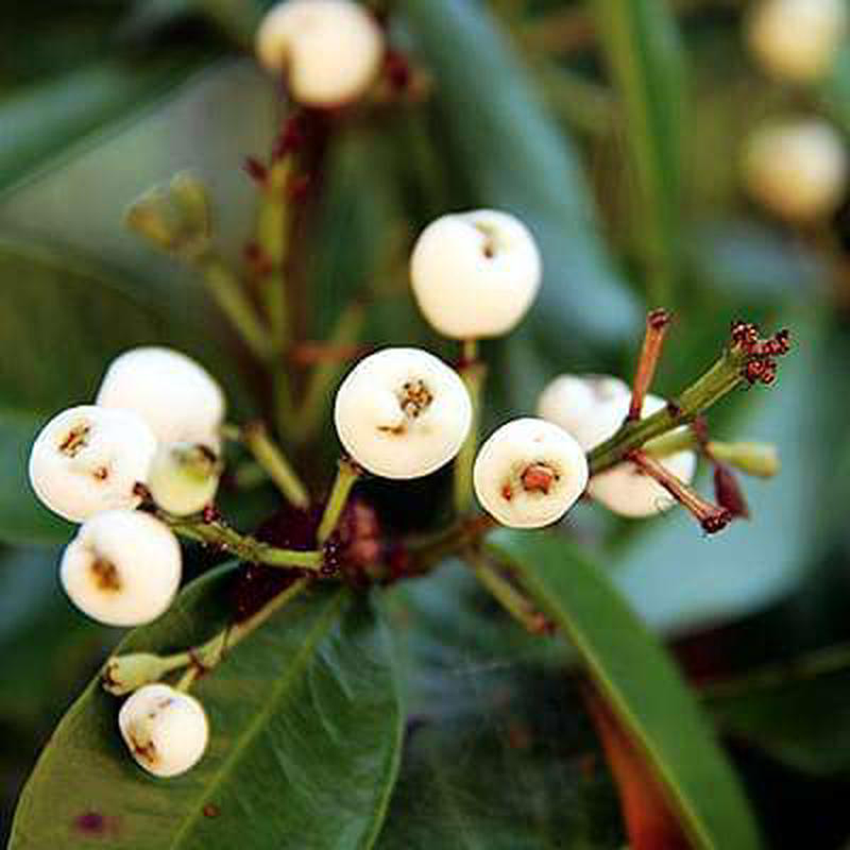 Syzygium zeylanicum 8211 Plant
