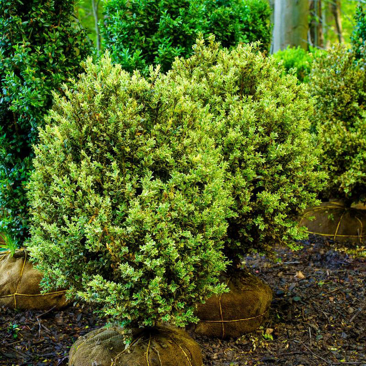 Variegated English Boxwood 45 foot B038B Column