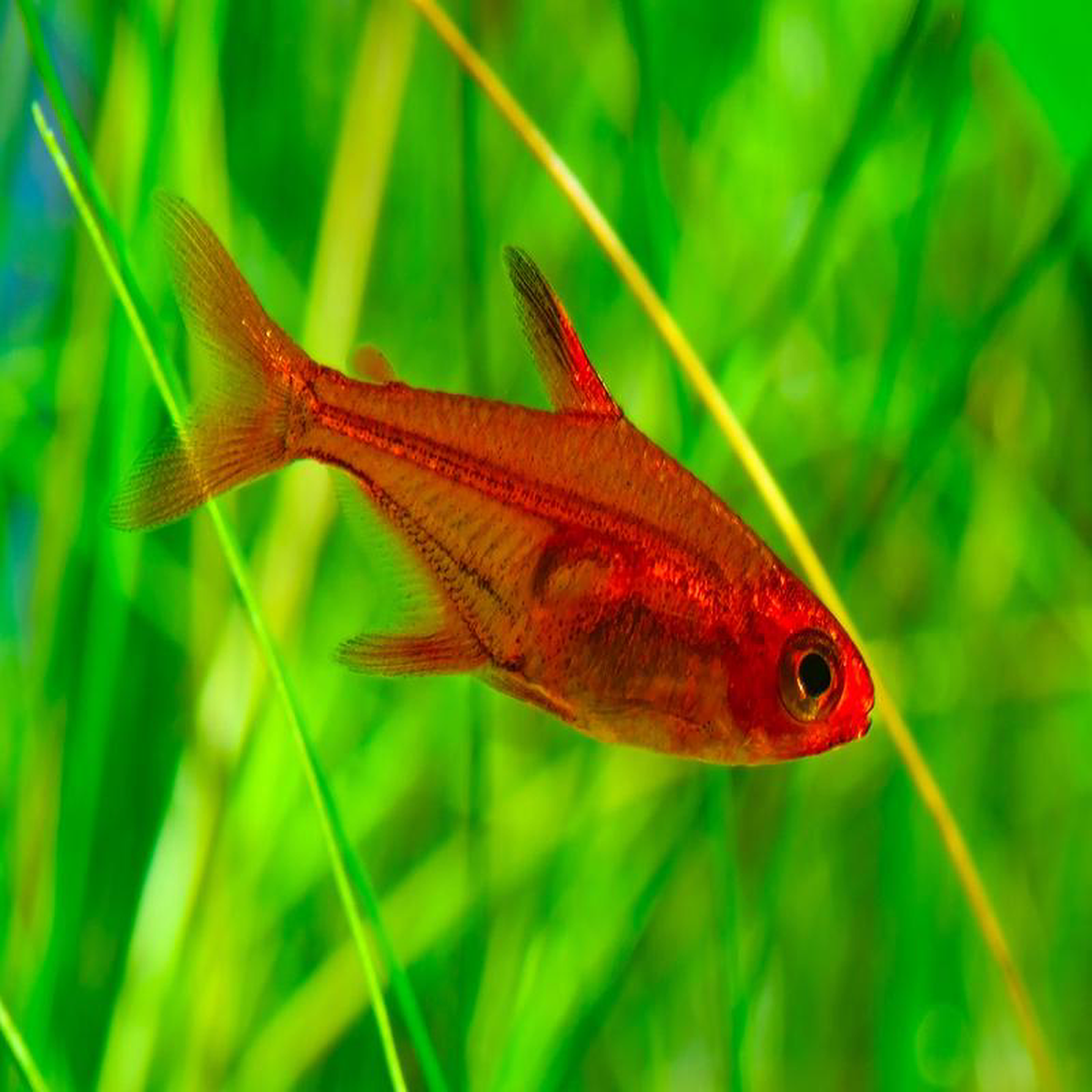Ember Tetra Special (10 for 25)