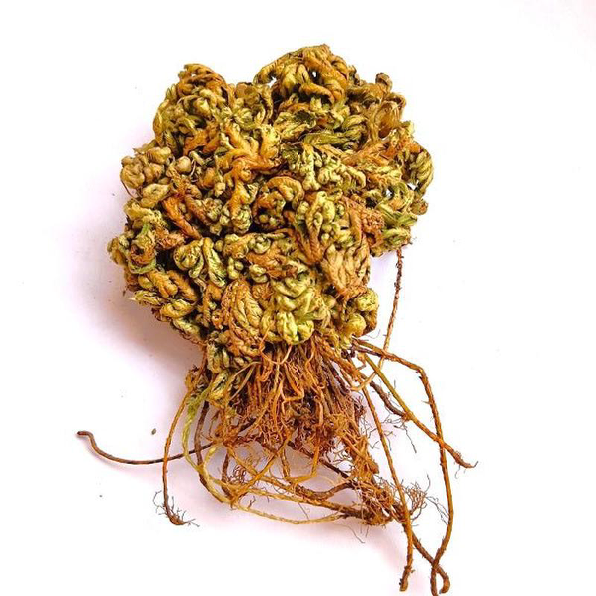 Sanjeevani Selaginella 8211 Plant