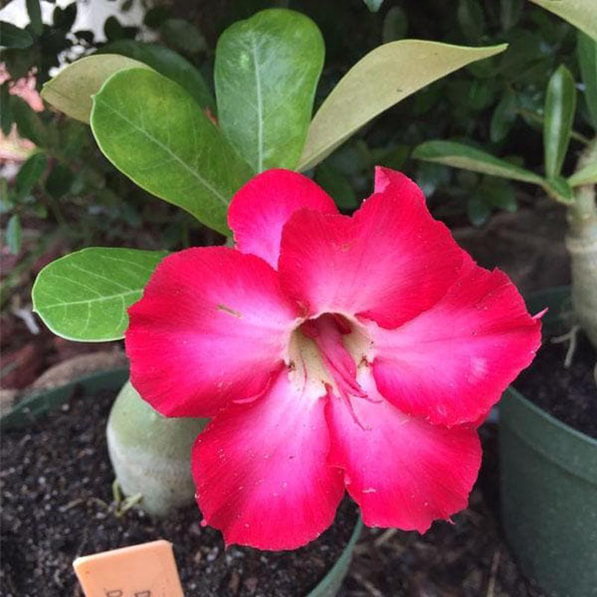 Adenium Plant Desert Rose (Pink Double) 8211 Plant
