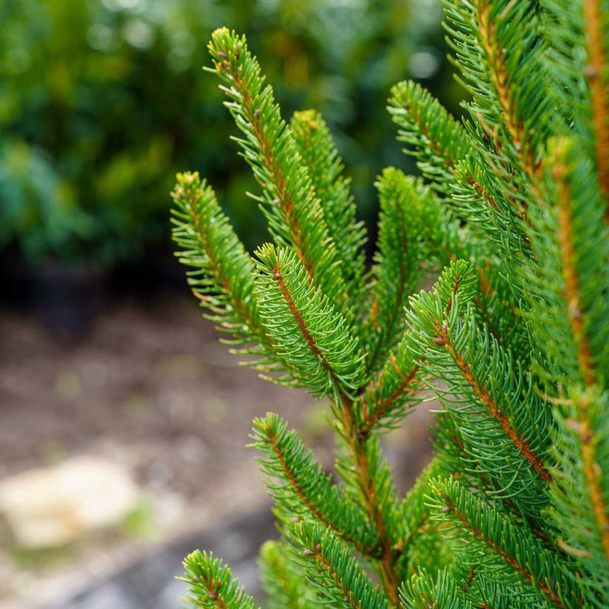 Columnar Norway Spruce II 58242 B038B