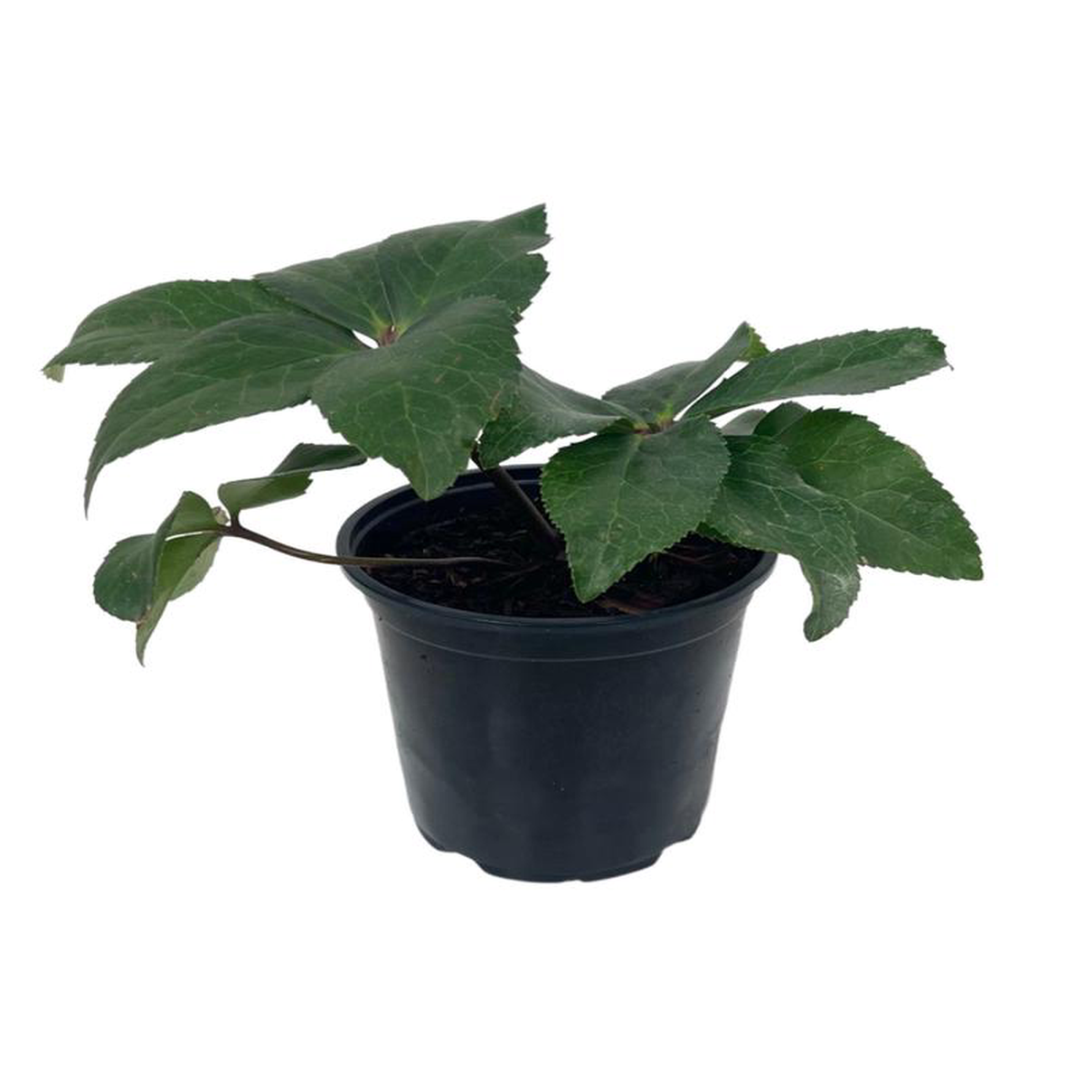 Helleborus 8216Ice N8217 Roses Early Rose8217 Gallon
