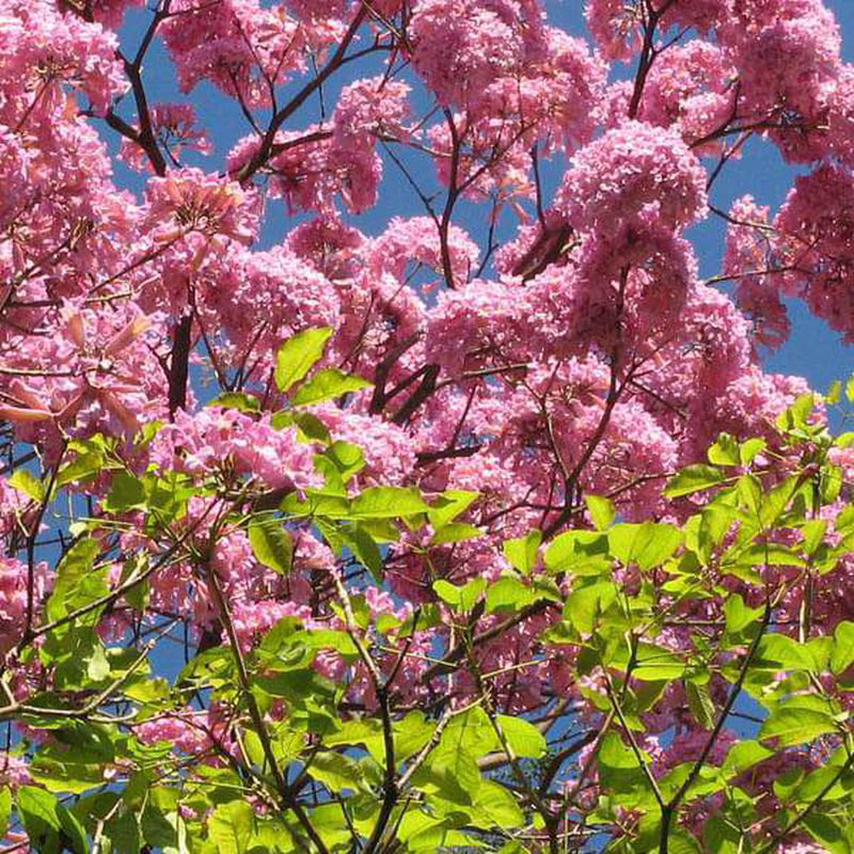 Tabebuia avellanedae Pink Trumpet 8211 Plant