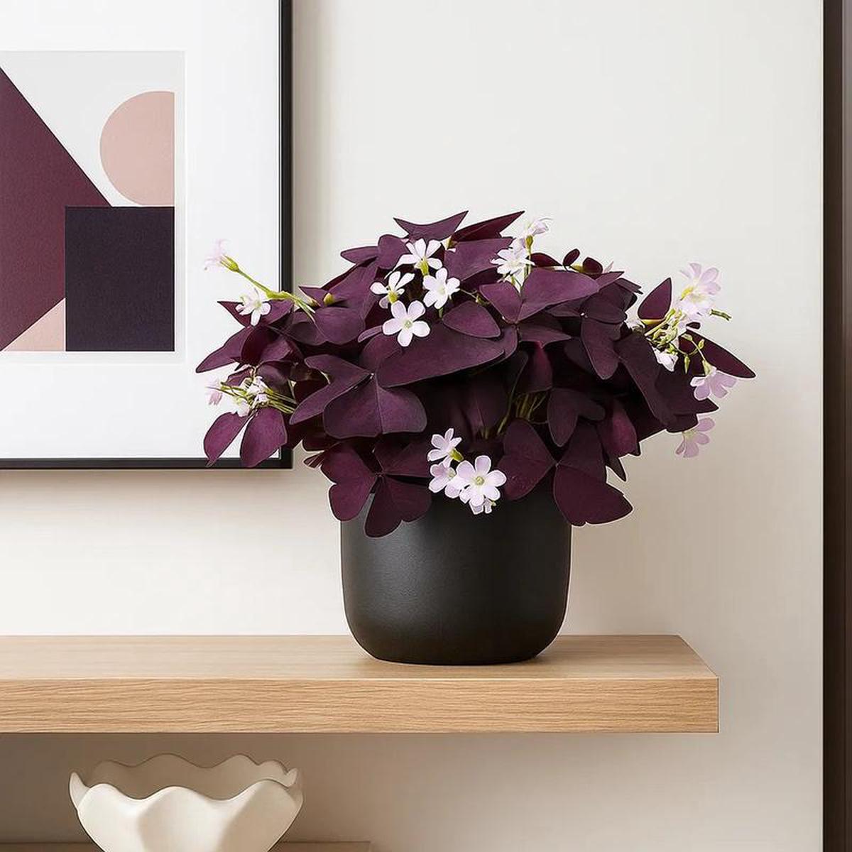 20 8211 30cm Oxalis Triangularis Mijke 12cm Pot House Plant