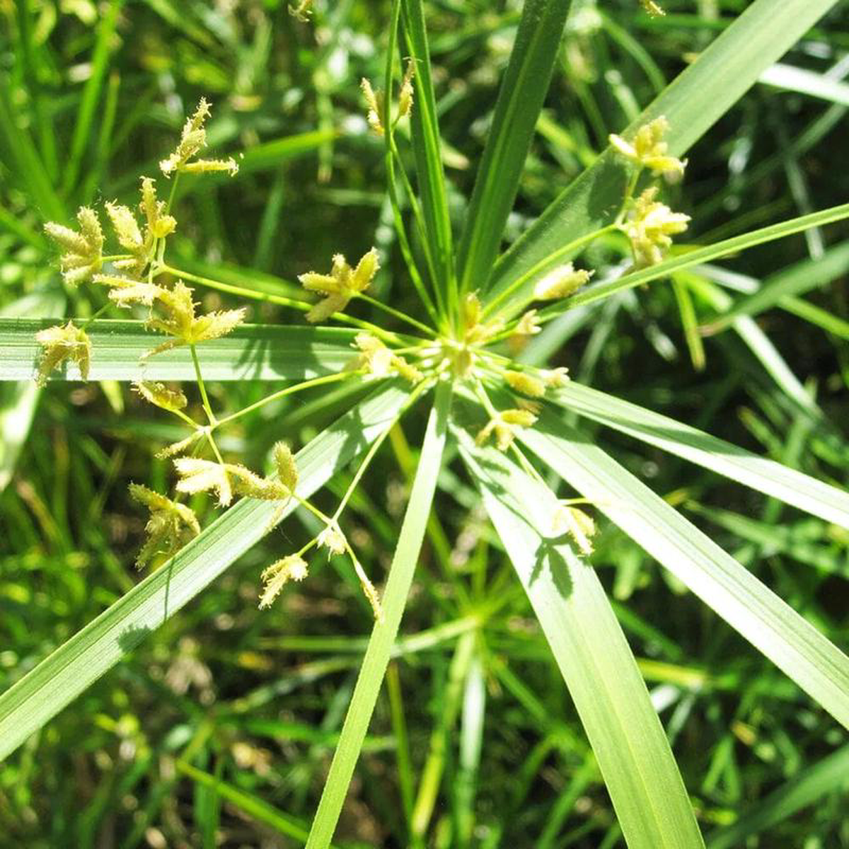 Cyperus Alternifolius Aquatic Pond Plant 8211 Umbrella Grass 9cm (3 Pack)
