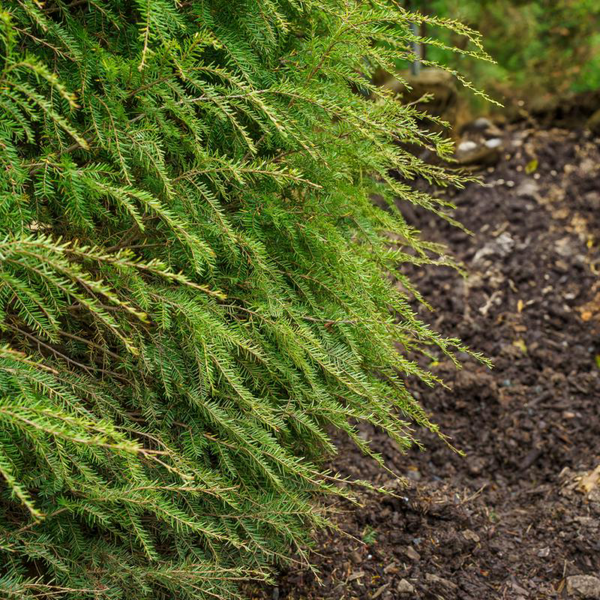 Canadian Hemlock 8 to 10 foot B038B