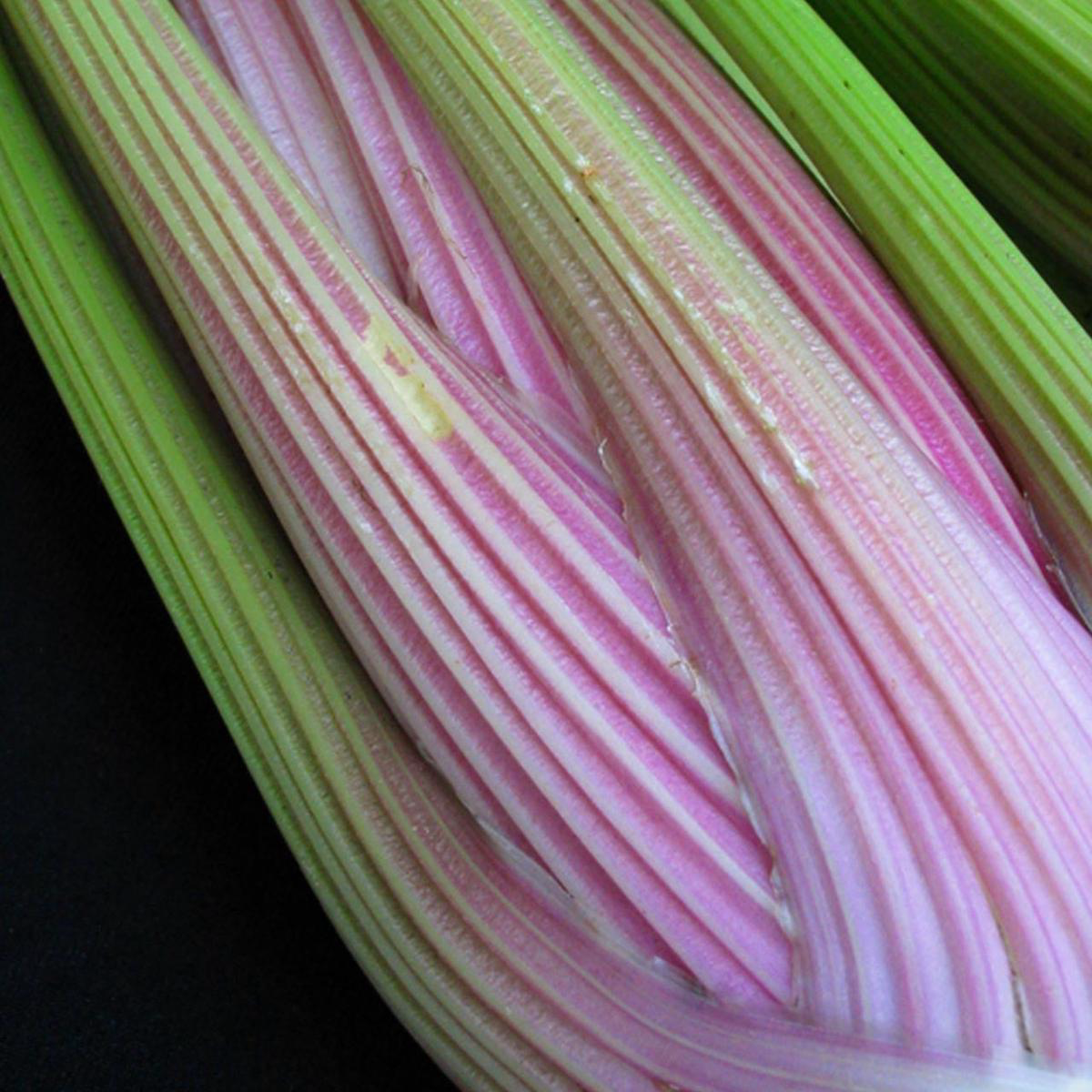 Chinese Pink Celery (Apium graveolens)