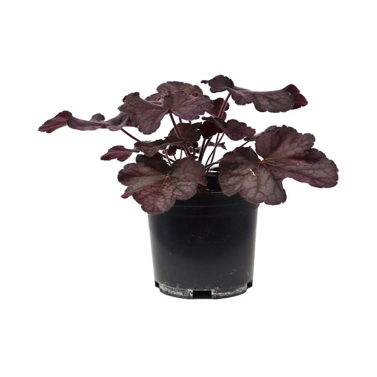 Heuchera x villosa 8216Grande Black8217 1 Gallon