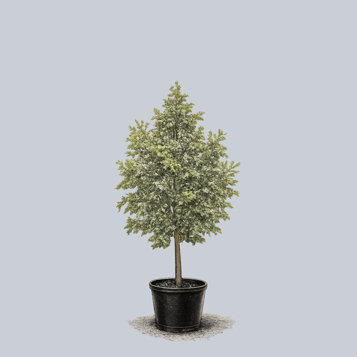 White Oak 20 Gallon