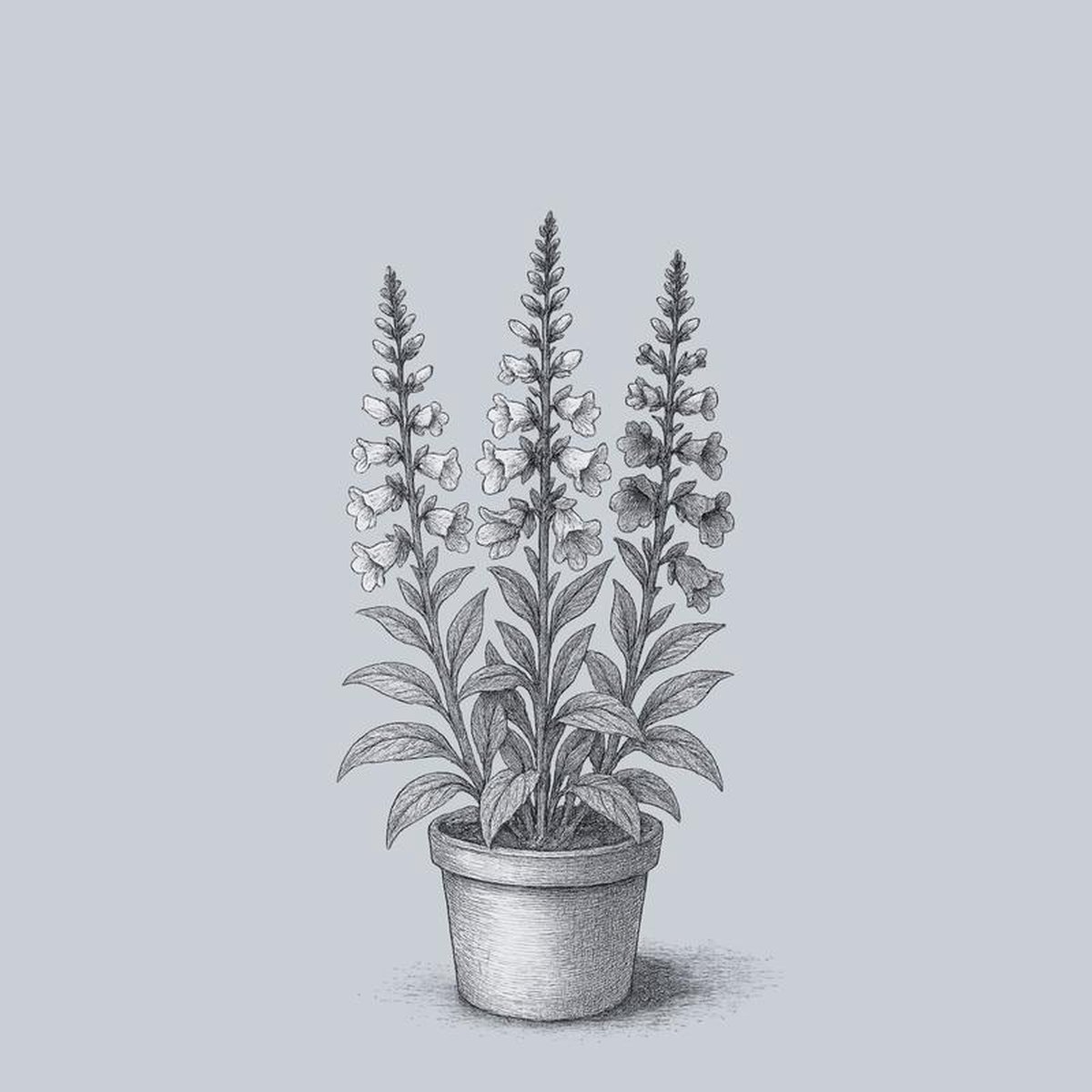 Camelot Mix Foxglove 15 Gallon