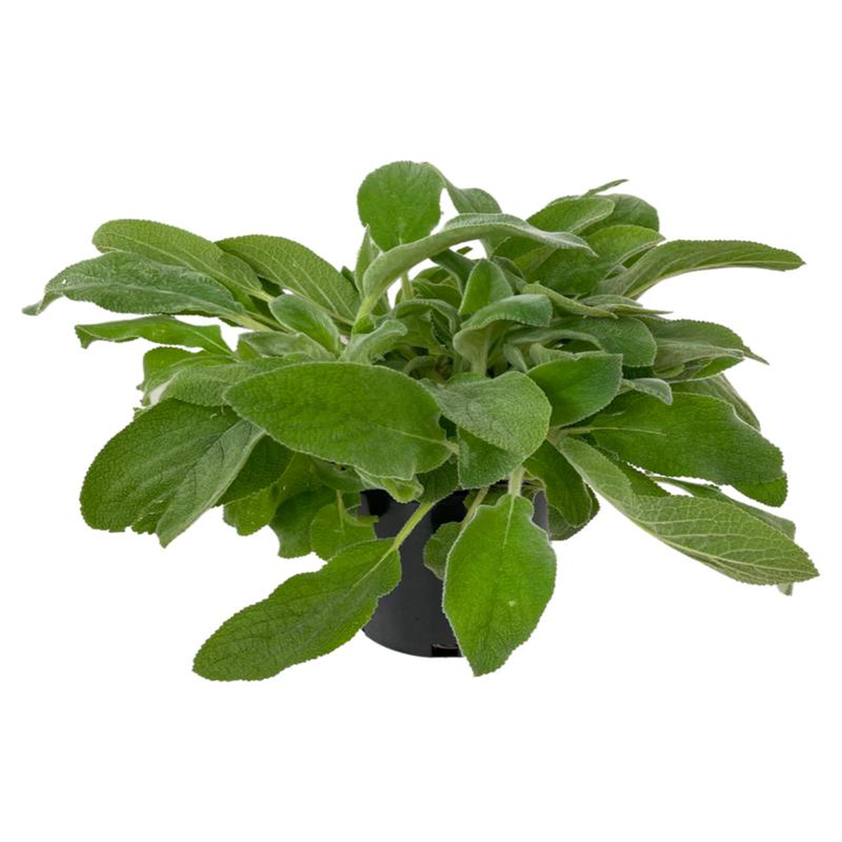 Stachys byzantina 8216Helen von Stein8217 1 Gallon