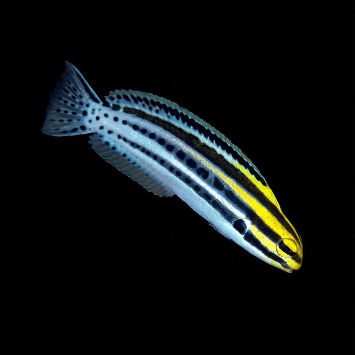 Captive-Bred Striped Blenny 8211 Meiacanthus grammistes