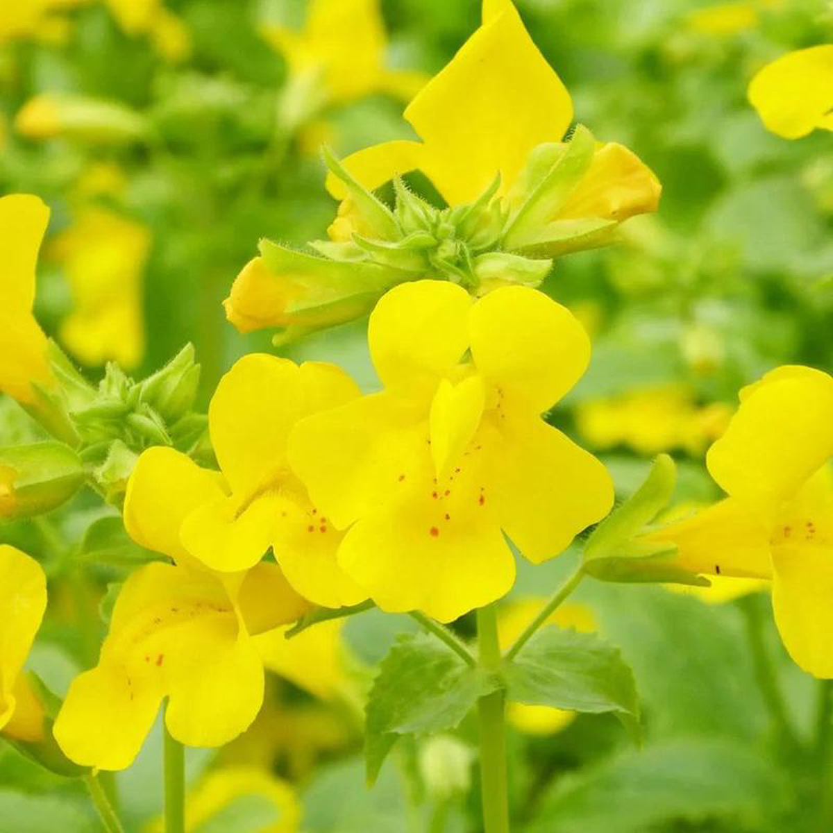 Mimulus Guttatus Aquatic Pond Plant 8211 Common Monkey Flower 9cm (3 Pack)