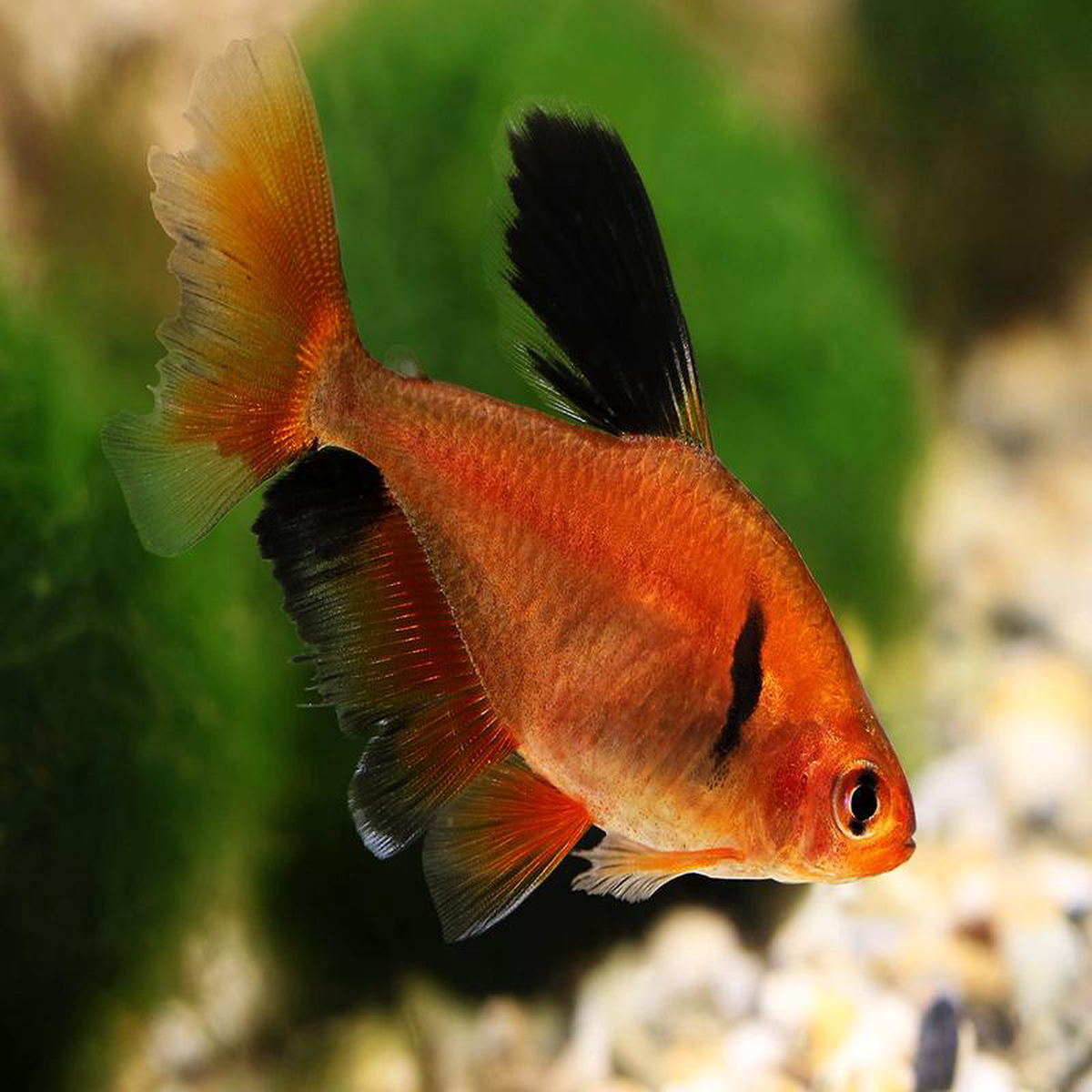 Serpae Tetra 8211 Longfin Special (6 for 55)